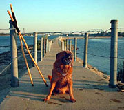 Dog and hiking staffs posed on a pier